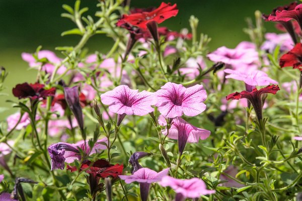 Couvreur puget sur argens : expert en rénovation et urgence toiture